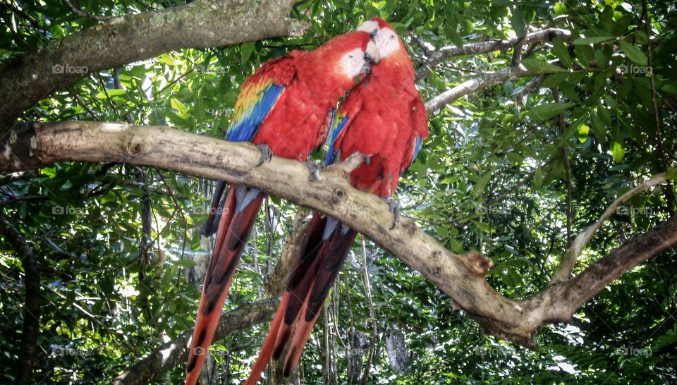 Pair of Macaws. Pair of Macaws at Gumbalimba Park Reserve, Roatan Honduras