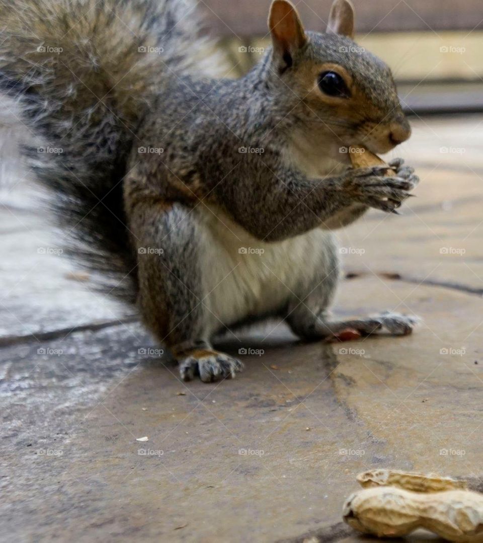 Squirrel 
