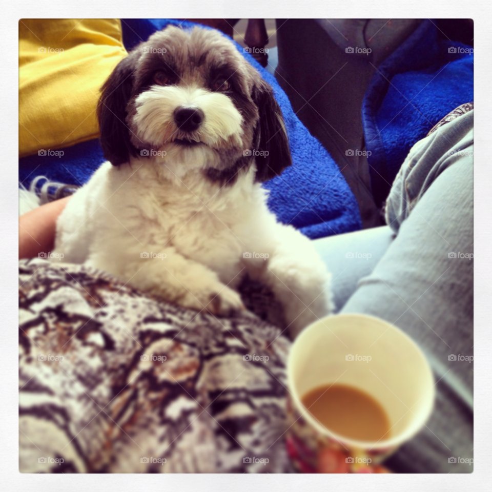 dog animal tea cute by wittleme