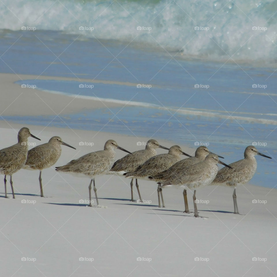 A flock of sandpipers walk side by side on the beach in front of the Gulf of Mexico!