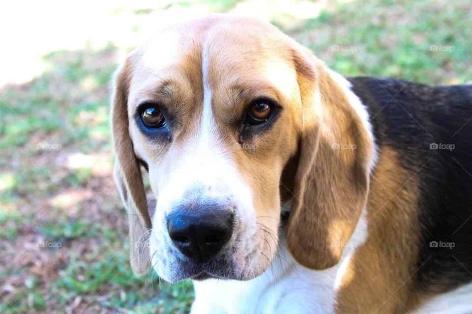 Beagle Close Up 