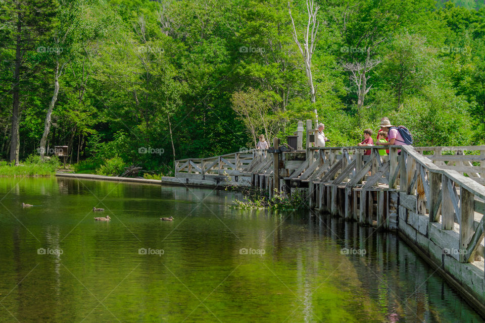 A beautiful scenery by the white mountains in New Hampshire. everyone is enjoying the view from the wooden bridge looking over the small lake and the animals swimming over and inside it. 