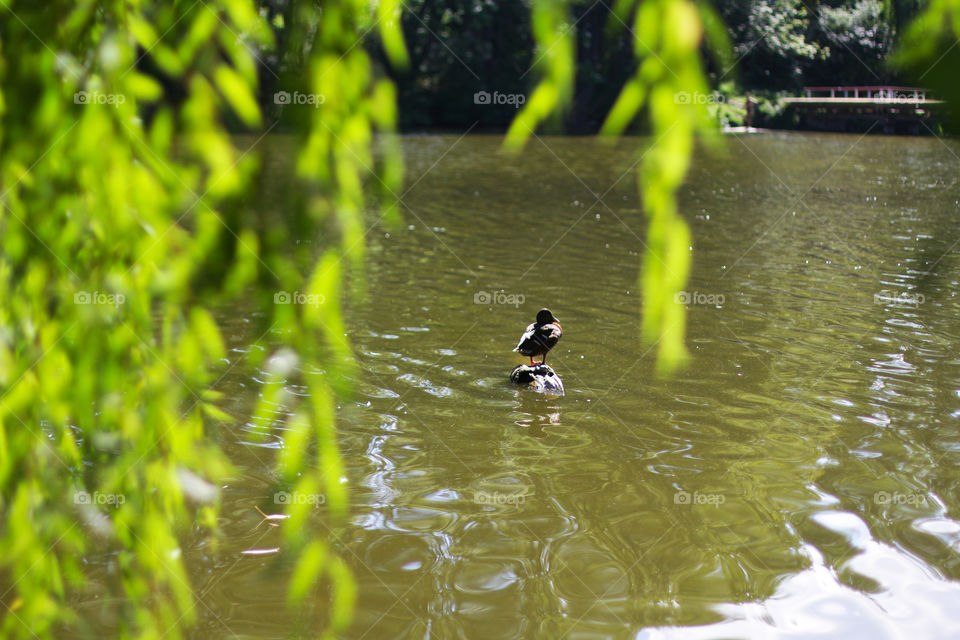 Alone duck on the river