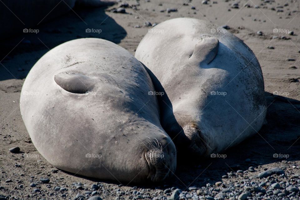 Two female elephant seals sunbathing