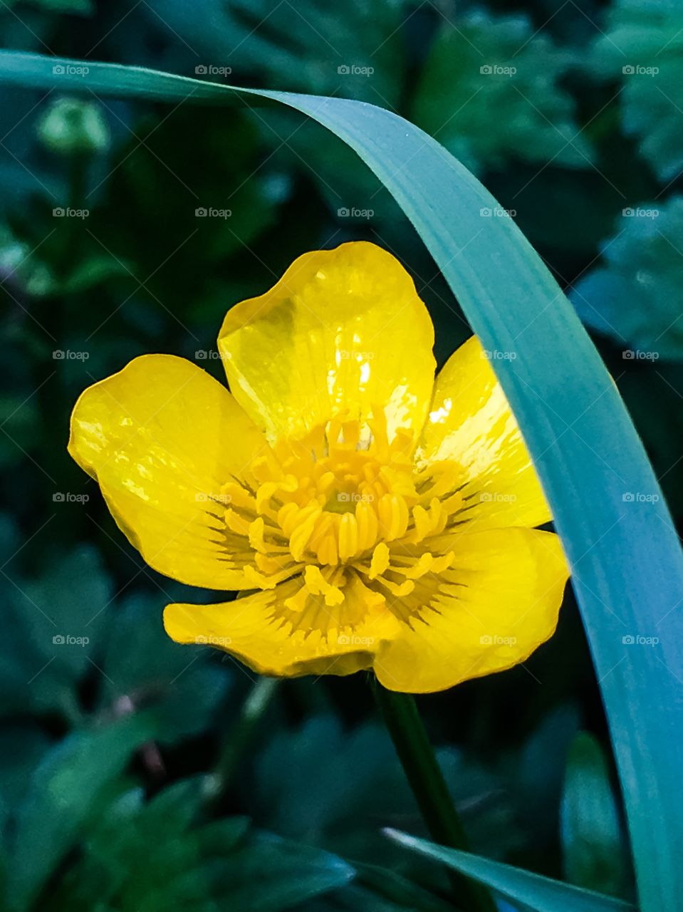 What’s Up Buttercup 