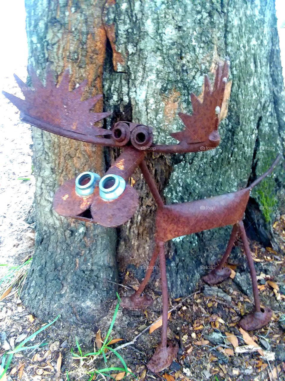 There is a Moose on the loose!