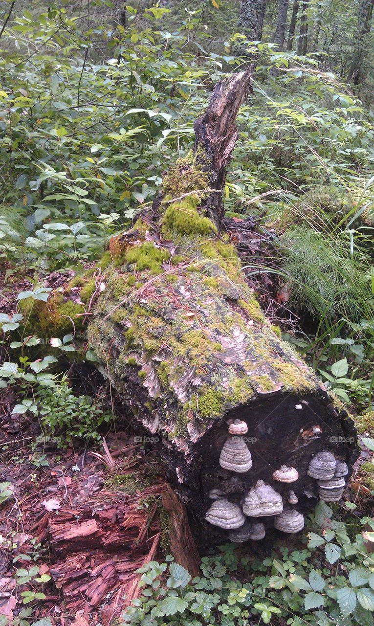 Old stump