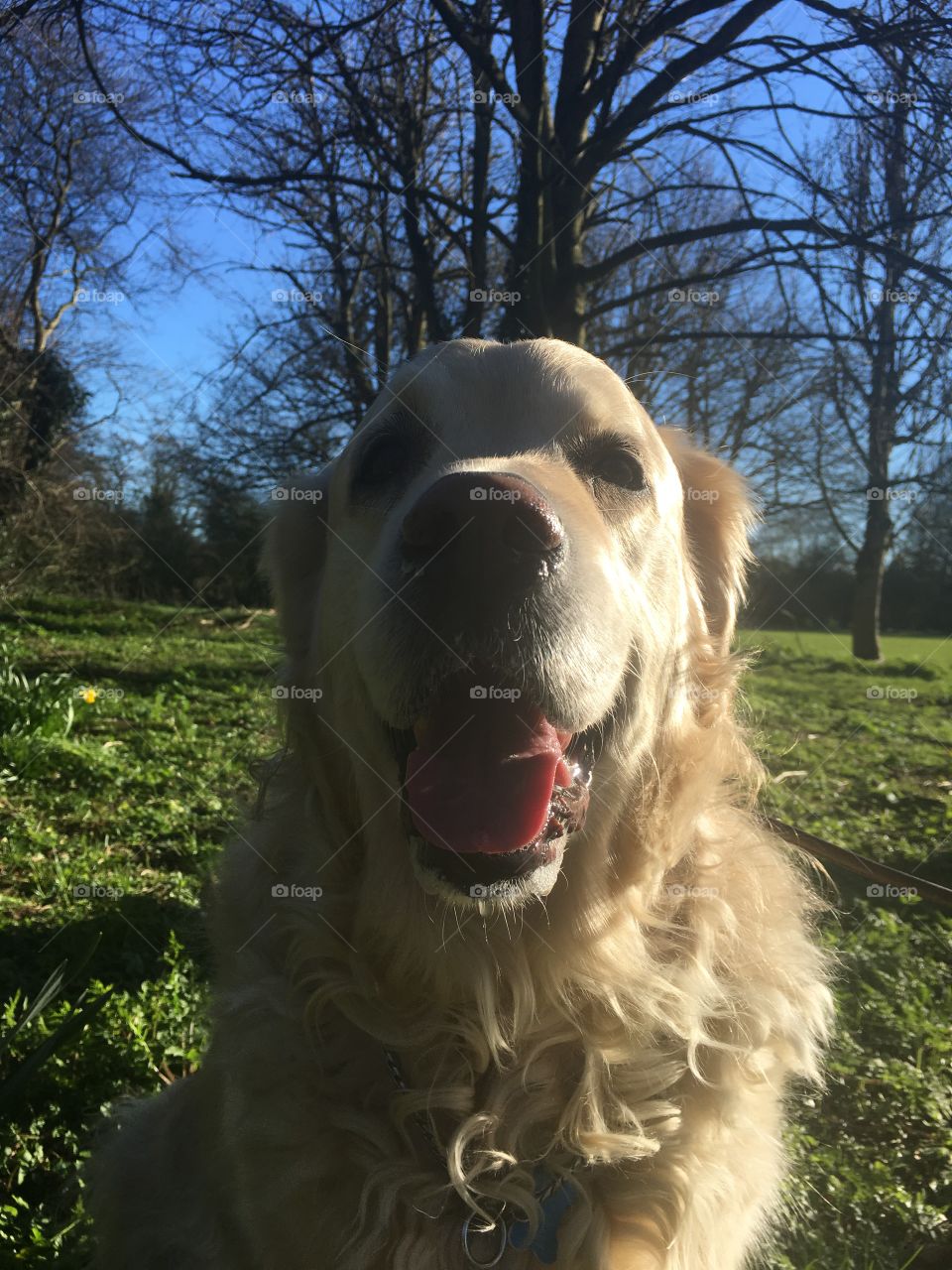 Dog, Pet, Mammal, Portrait, Canine