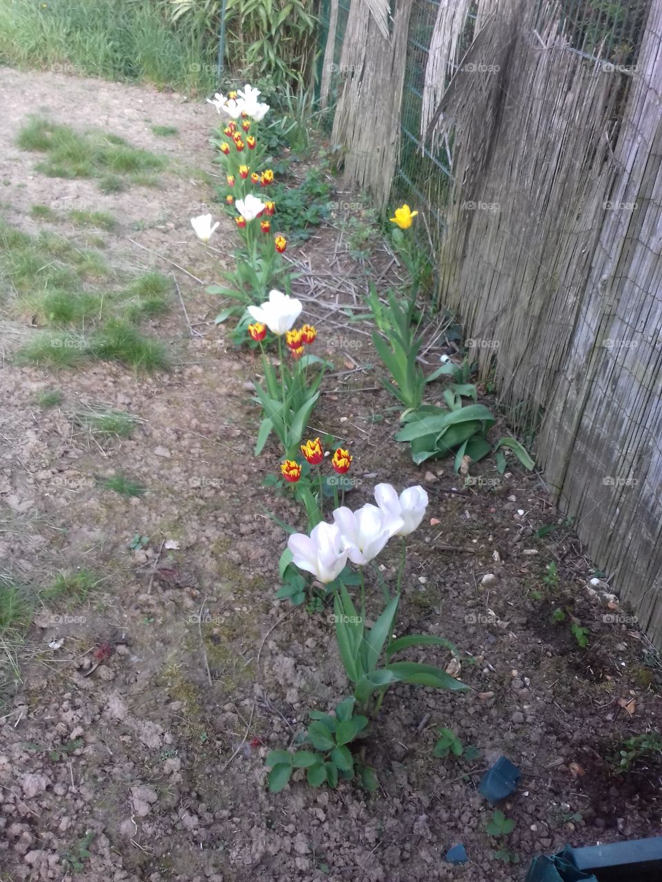 my plants strawberry tulips and flowers