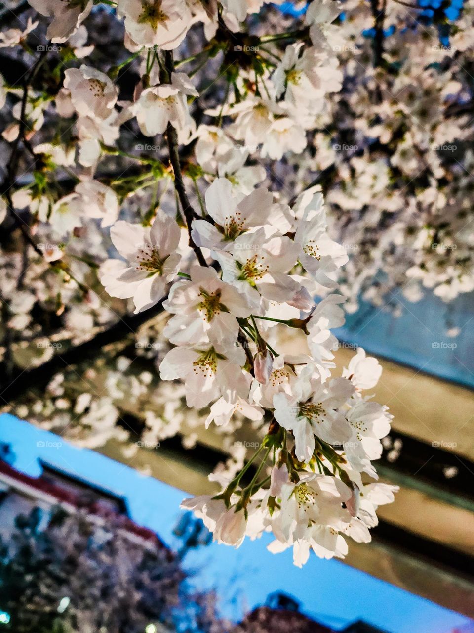 spring in korea.