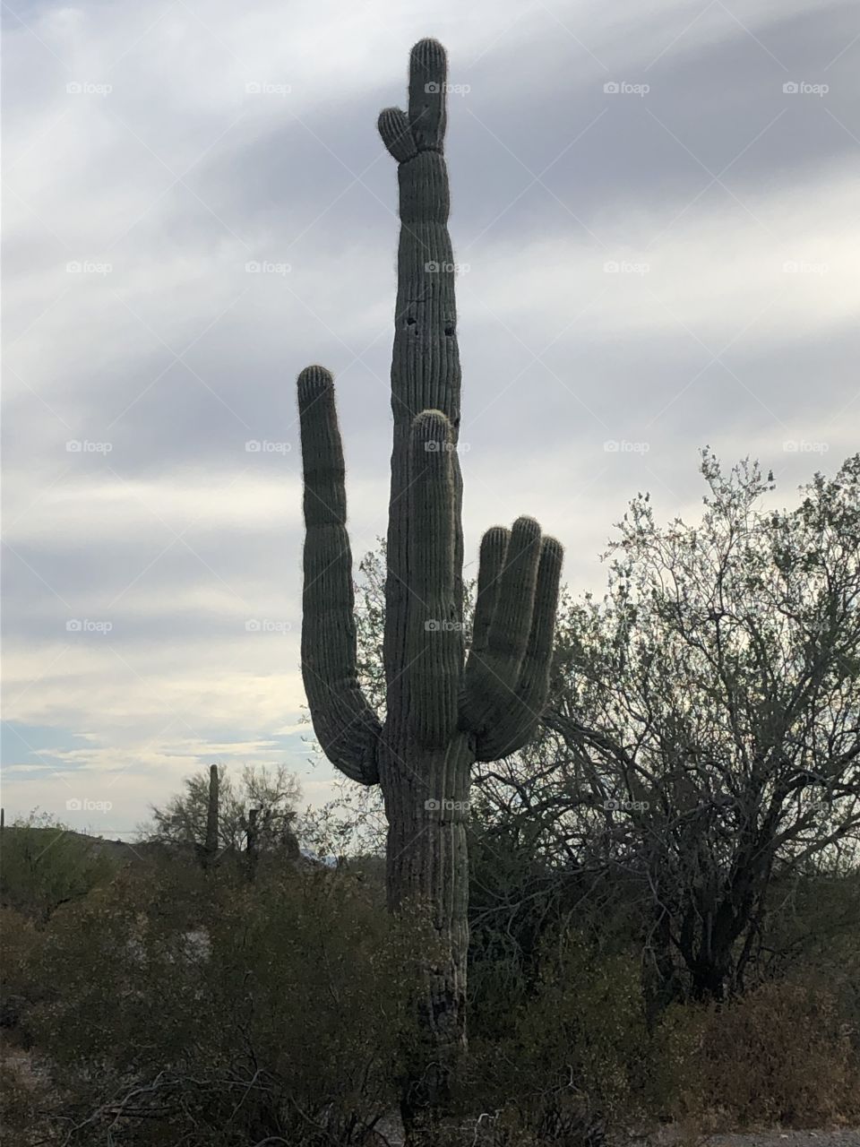 Kofa Wildlife Refuge 