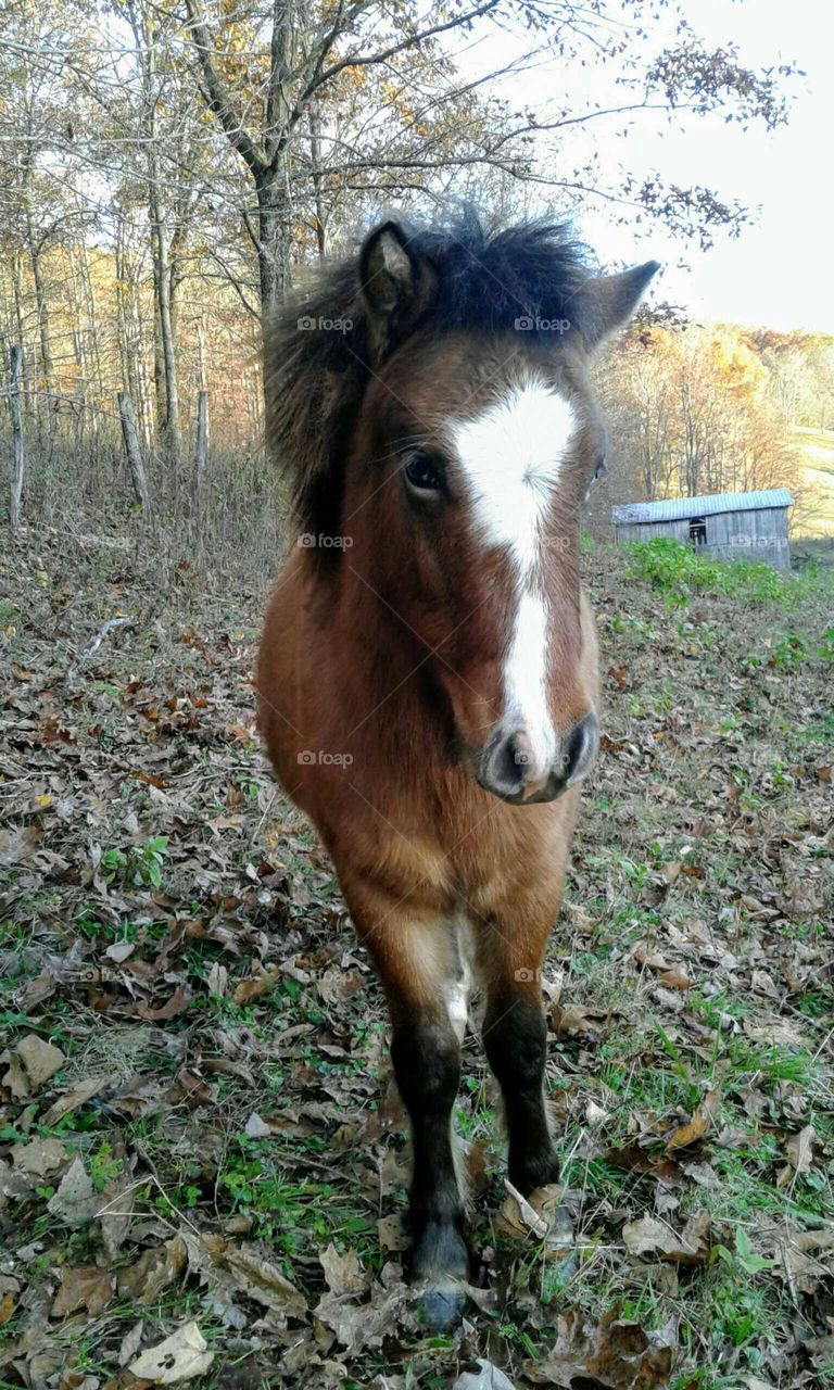 Pony