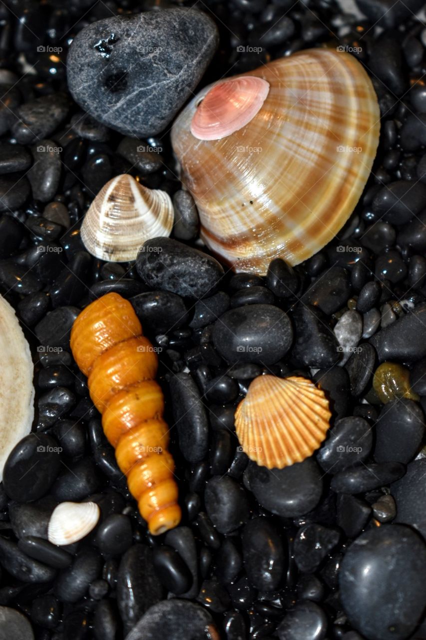 Sea shells