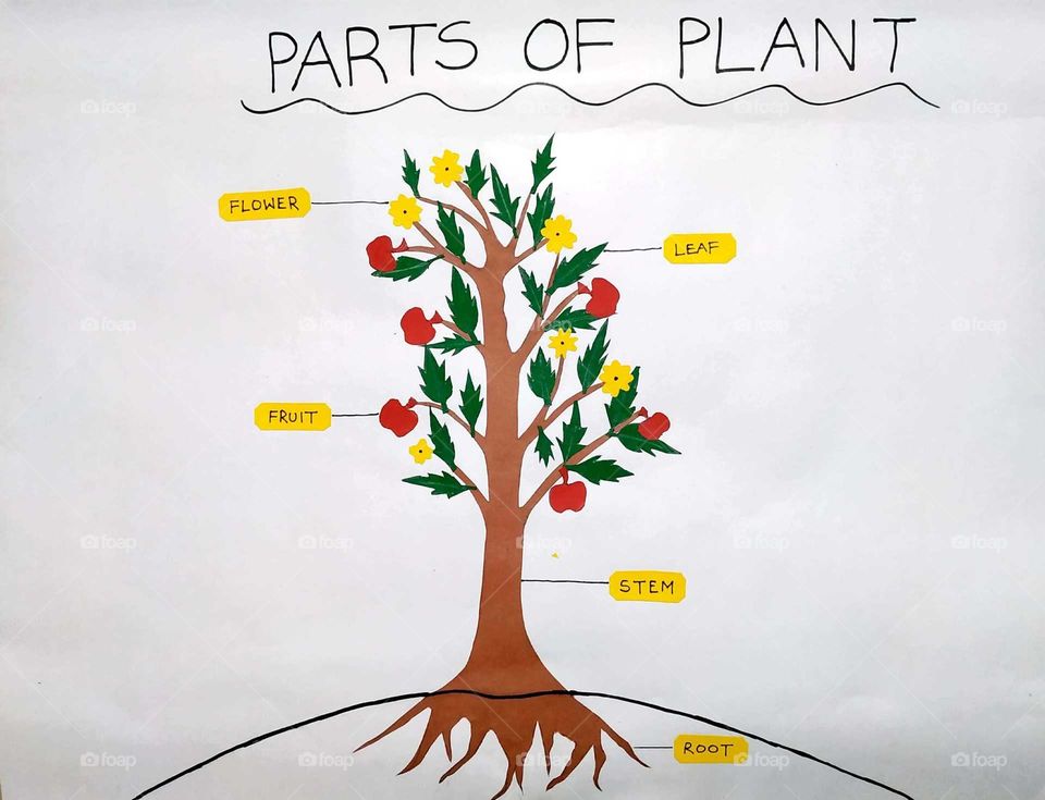 parts of plants illustrated painting