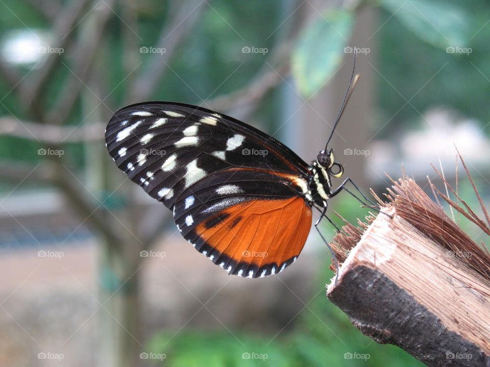 nature white black orange by bethos