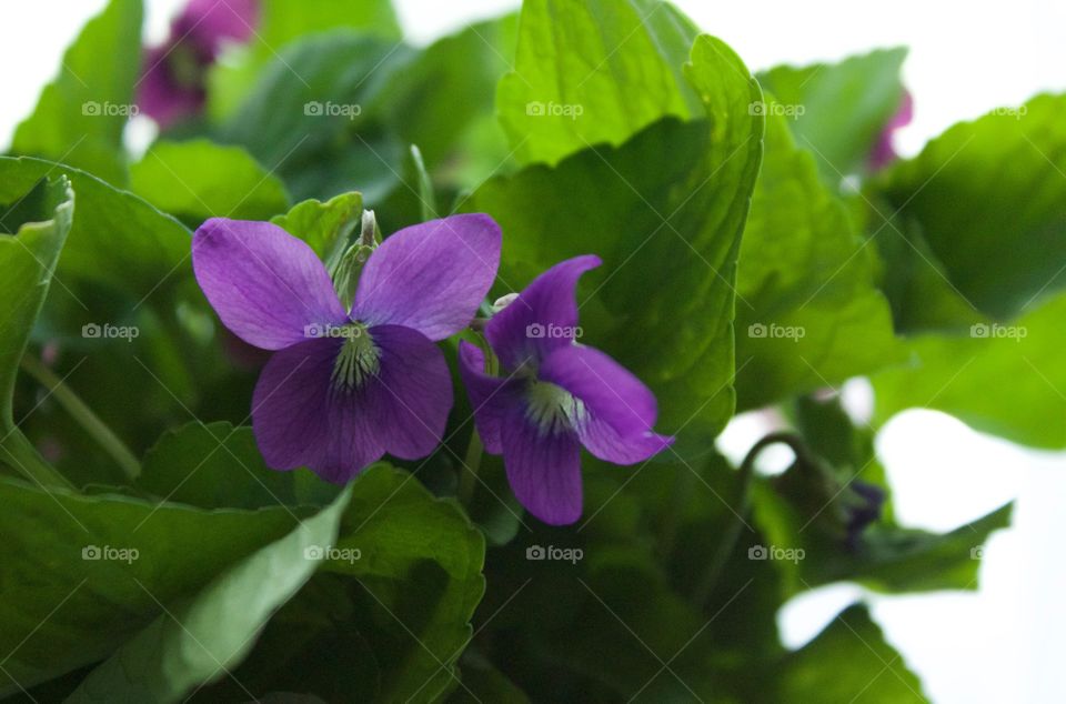 Backlit isolated view of purple violets 