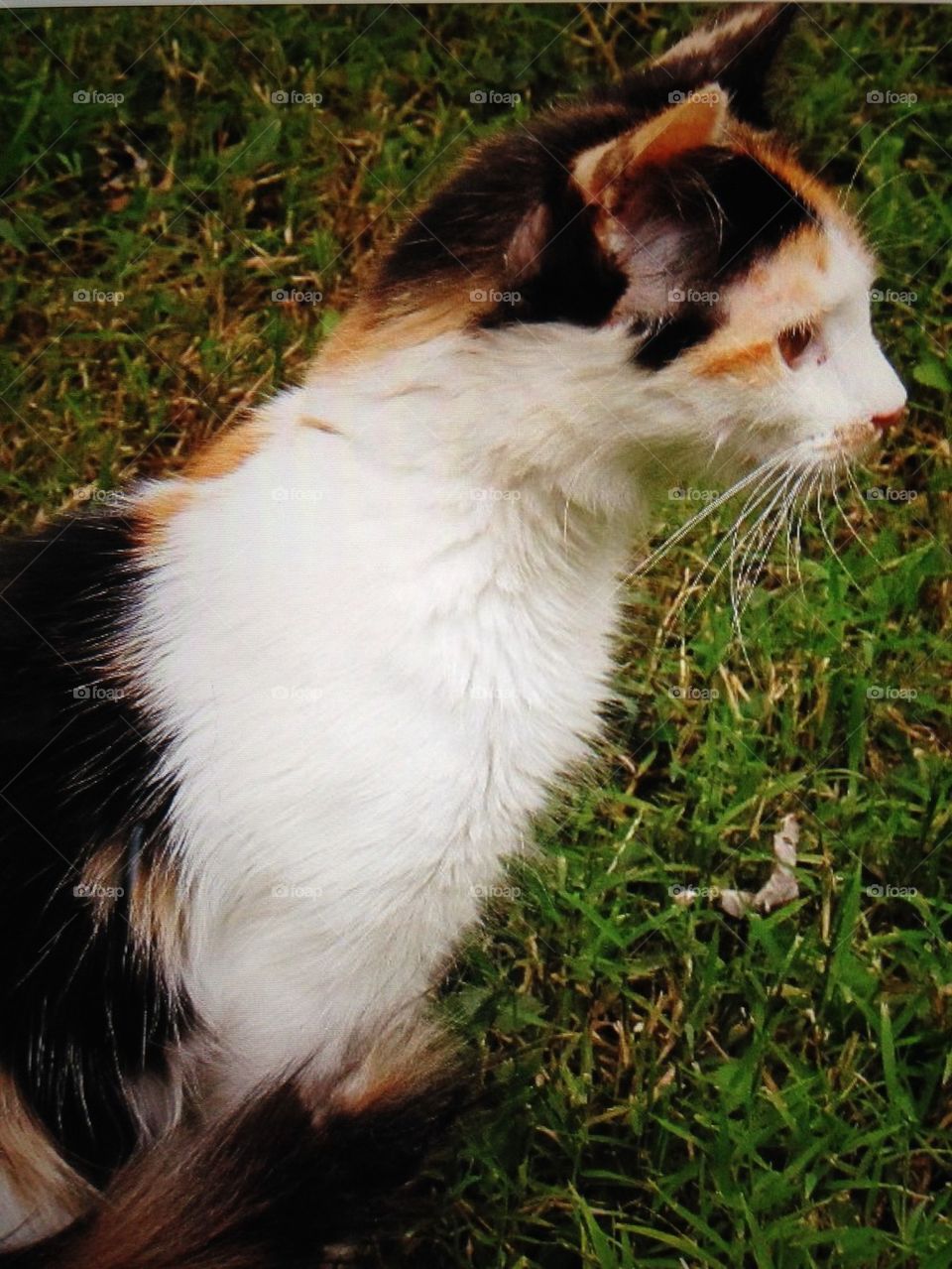 Calico cat in grass