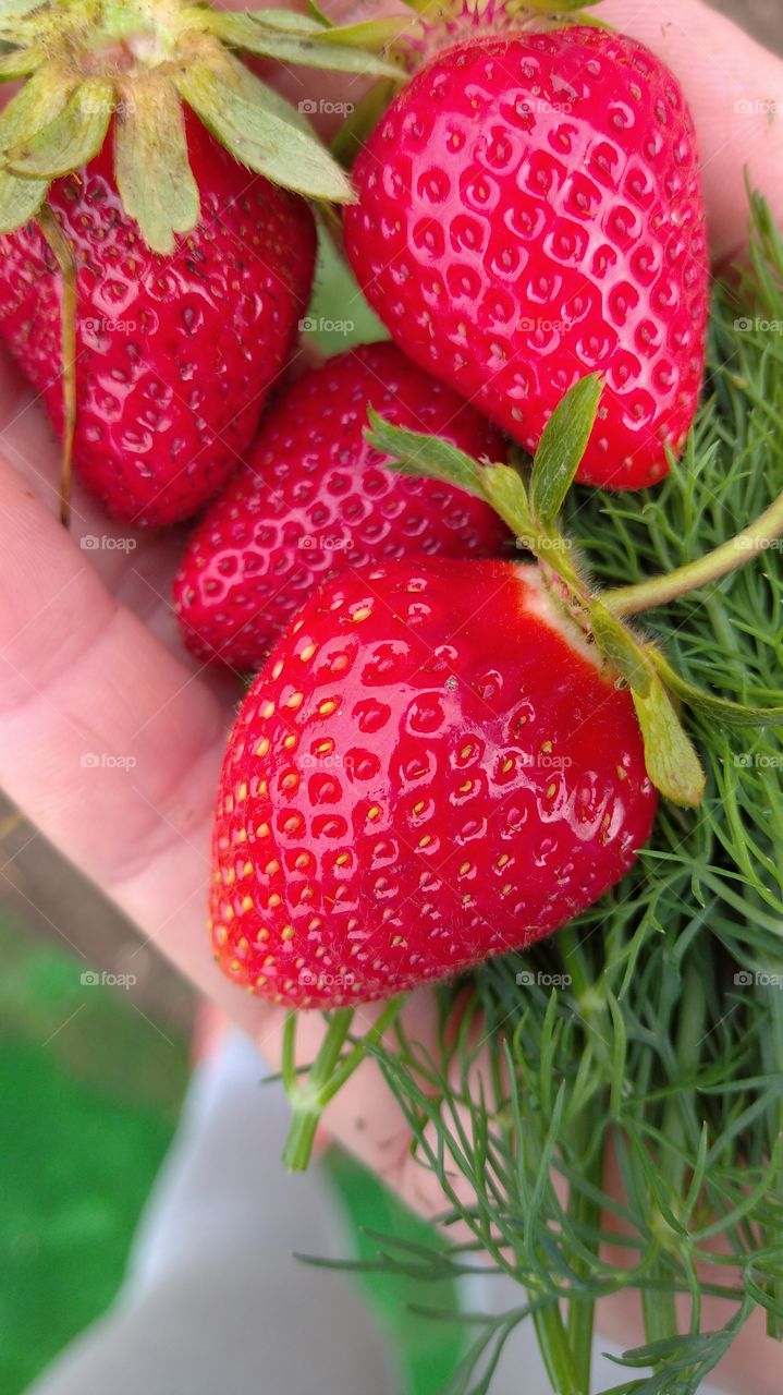 A handful of strawberries and green fennel