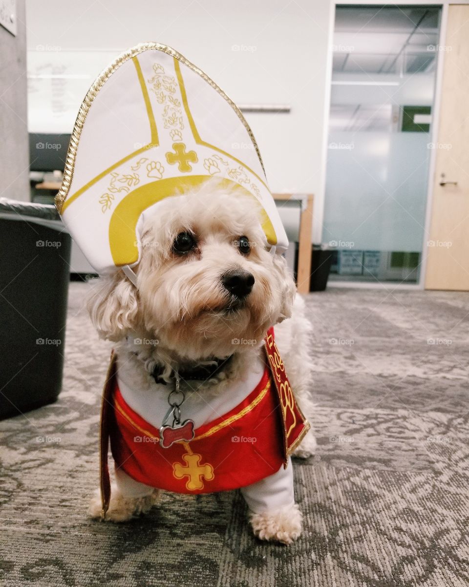 Happy Howlloween. Bow. My owner dressed me as a pope!!!!