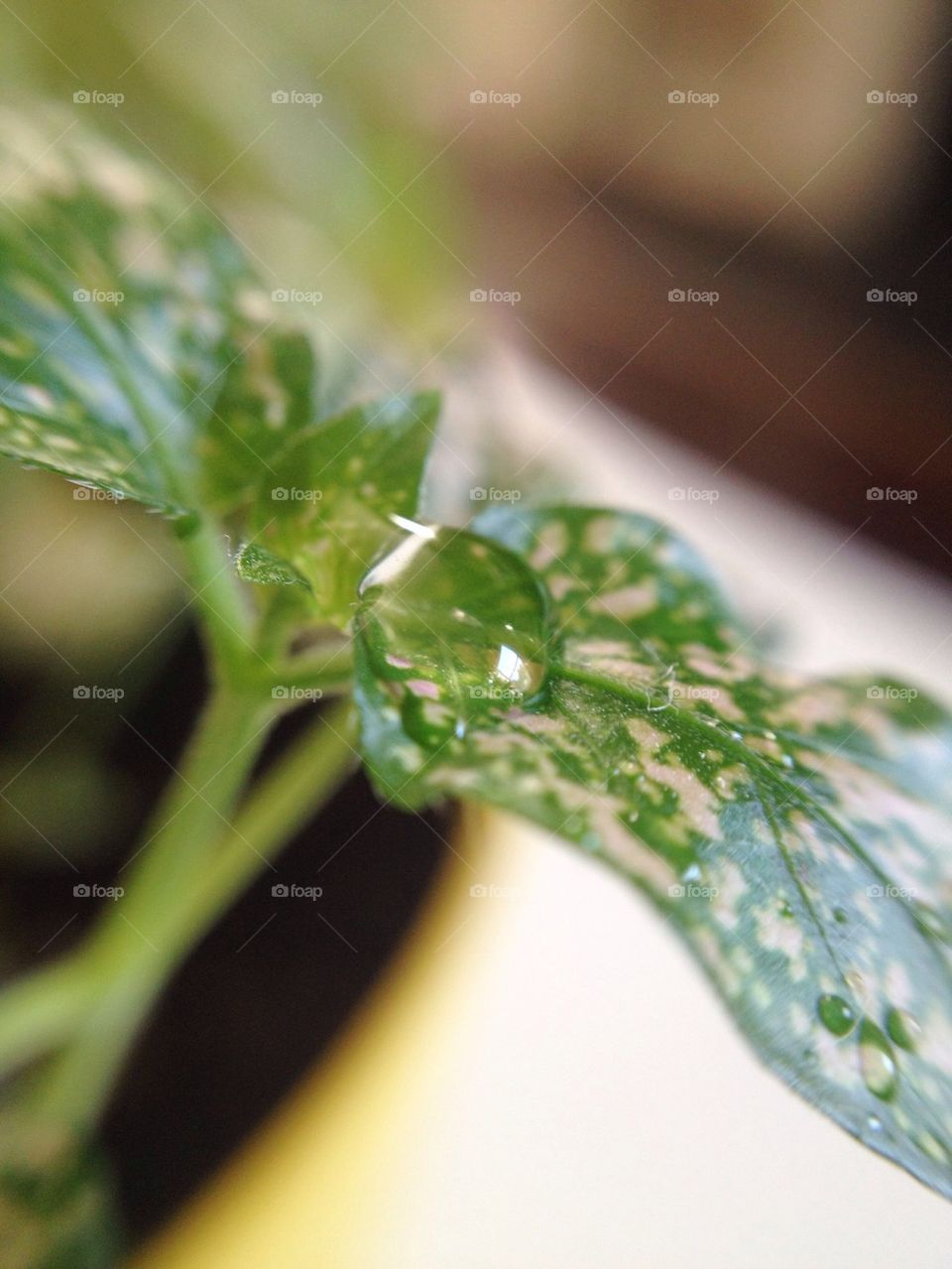 macro lens close up day drop by msanch