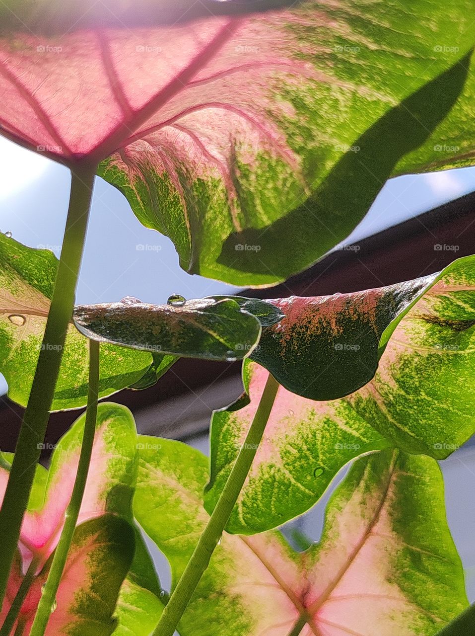 Bonsai tree, uprising angle