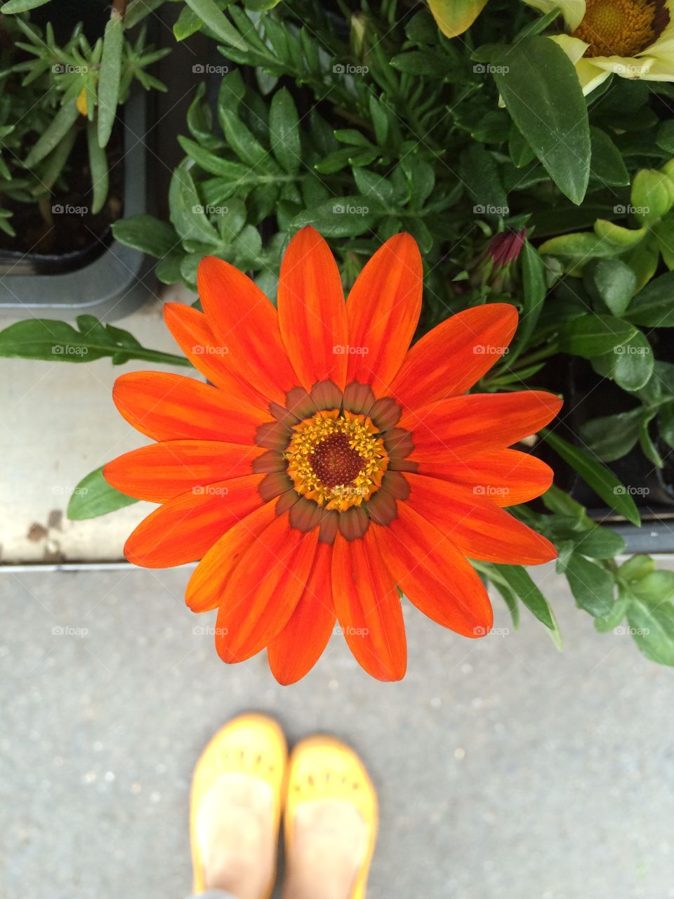 Orange Flower. 