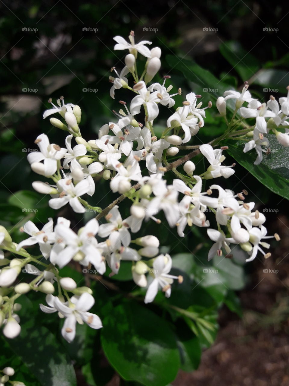 white flower