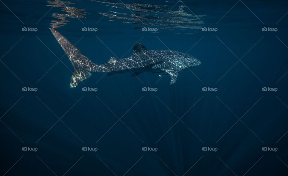 Whale shark swimming in sea