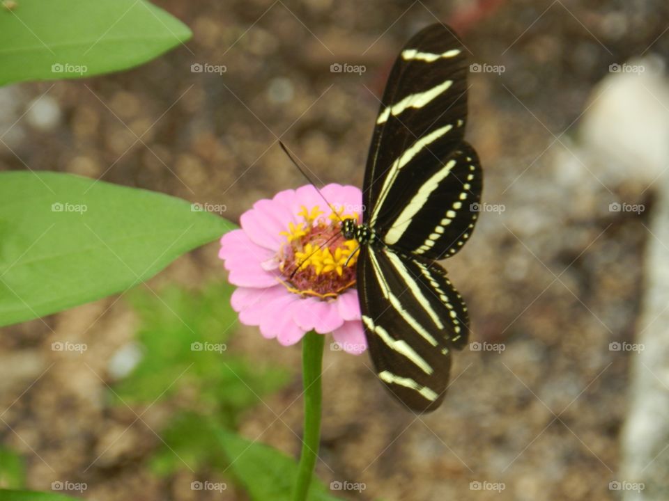 Nature, Butterfly, Insect, Outdoors, No Person