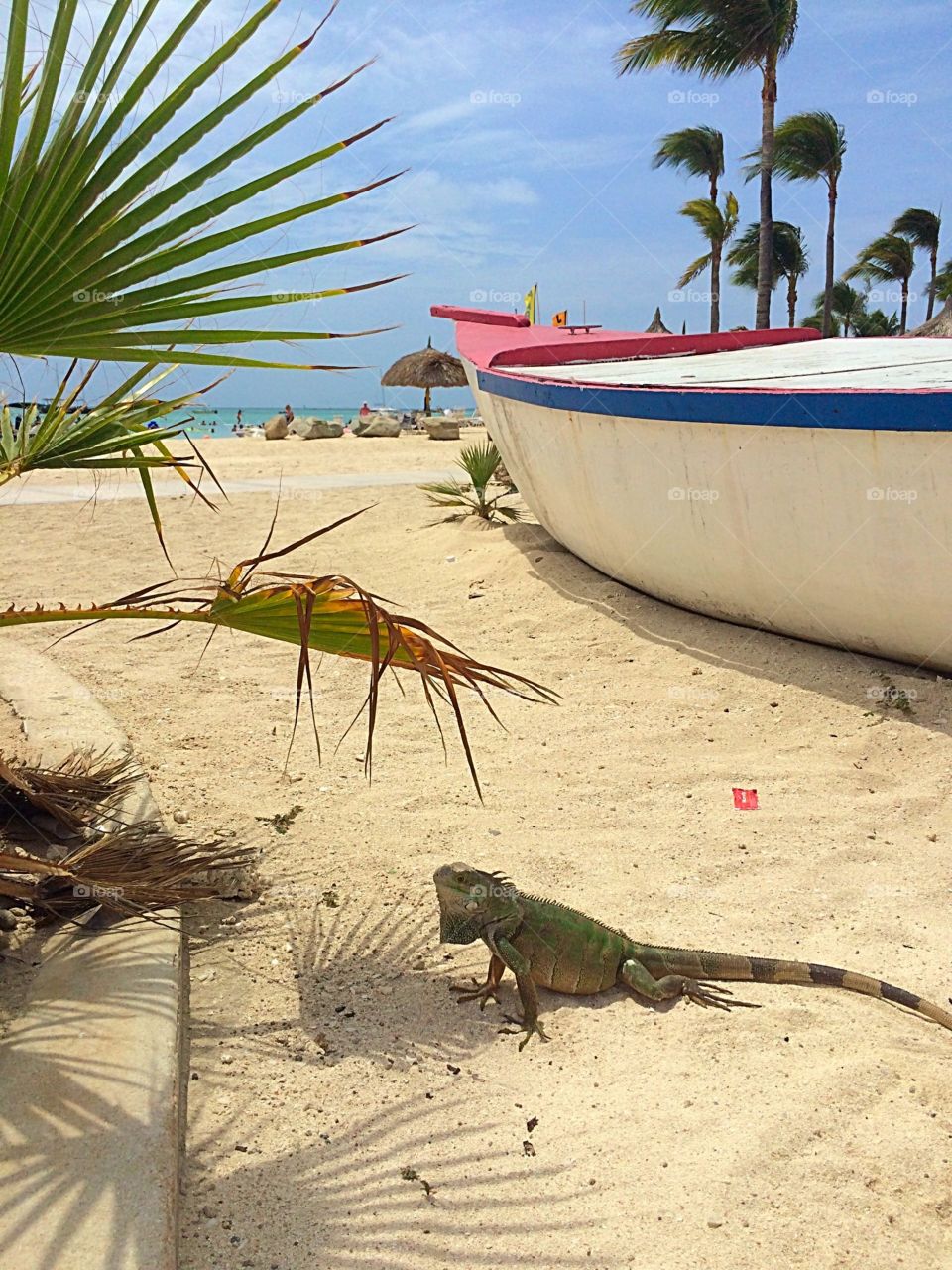 Iguana Beach. Iguana on the sand in Aruba. 