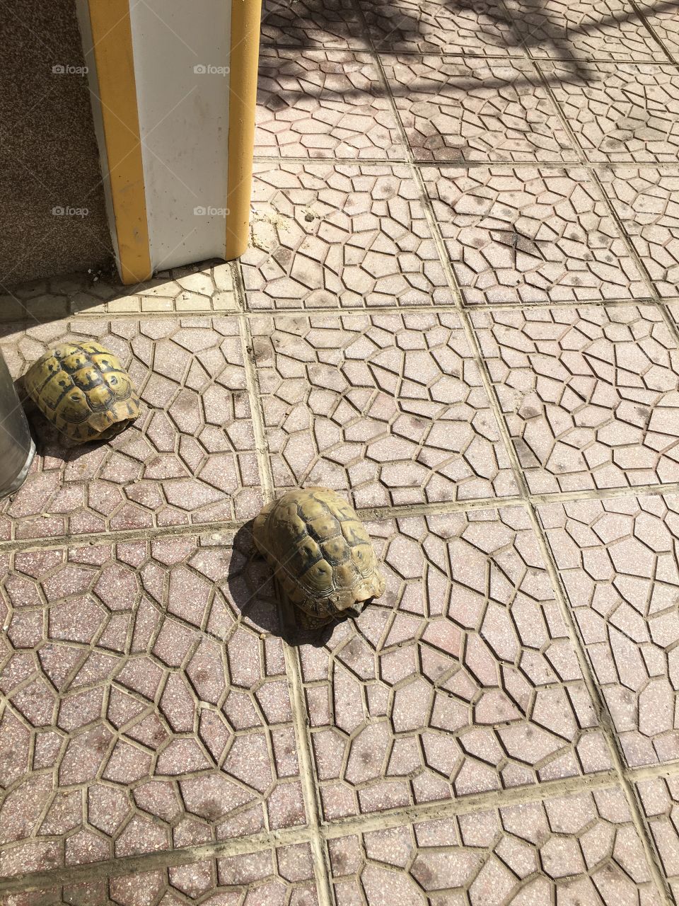 Turtles in the yard