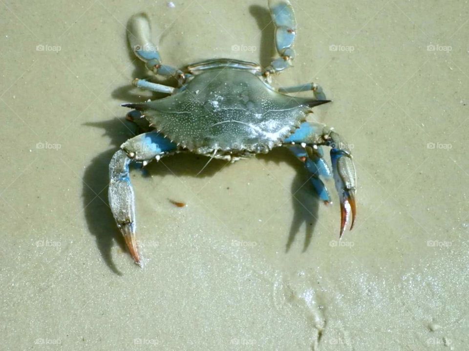 blue crab . found this guy on the beach in St George Island 