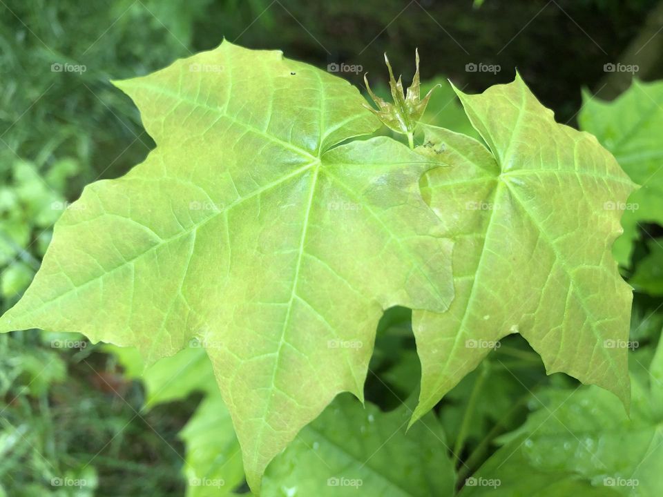 Big Green Leaf | HD Nature Photograph for Forest and Nature Lovers