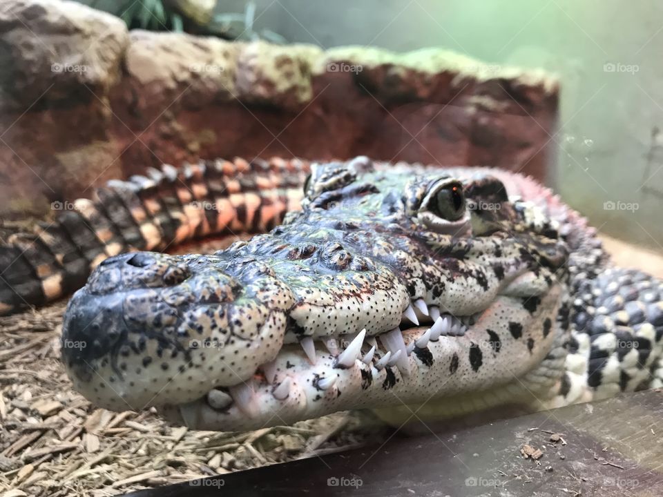 A day at the zoo - crocodile. One of my favorite places to visit in DC has always been the National Zoo, and as an adult that’s still true. He seemed as curious about us as we were about him...