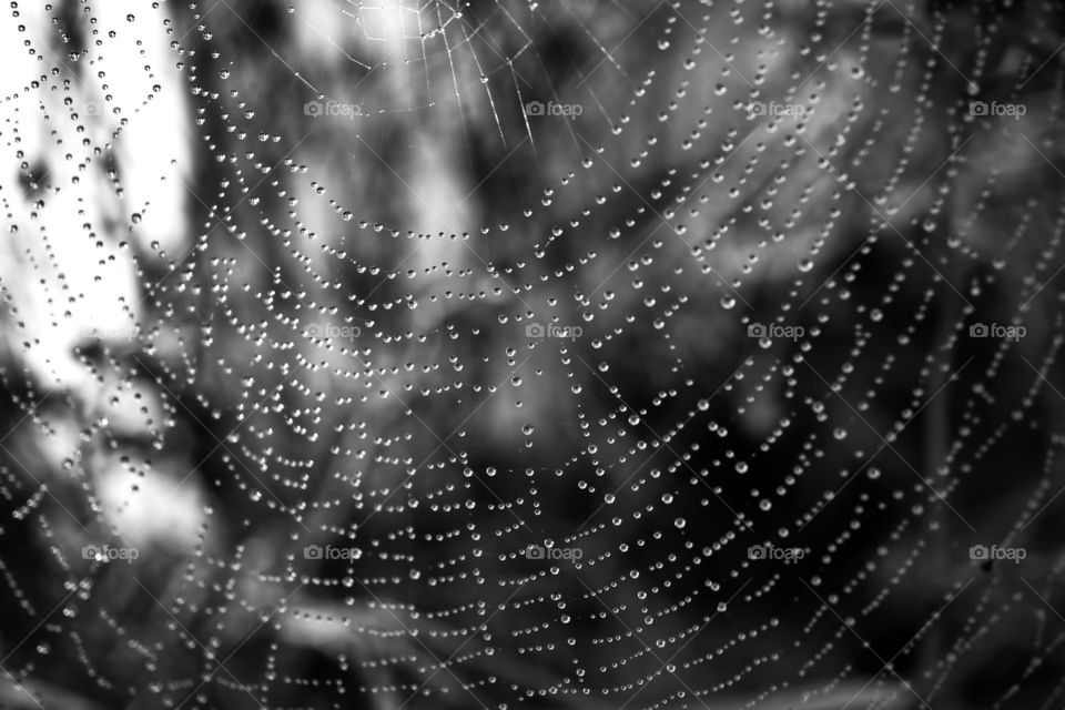 Water drops on cobweb
