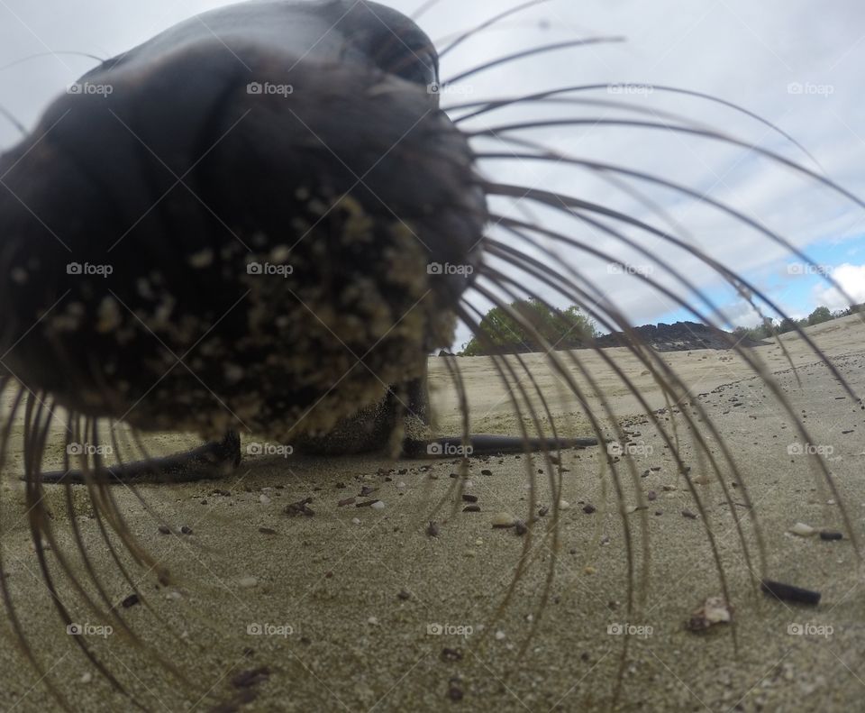 Curious young Galapagos sea lion investigating the camera