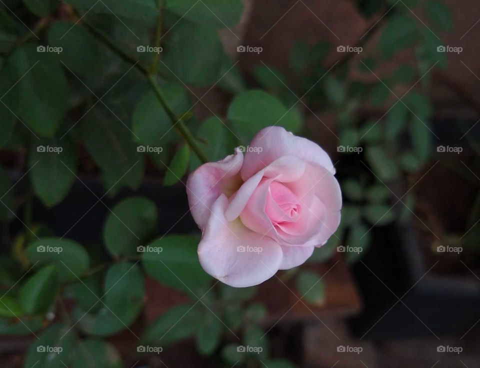 light pink rose
very cute flower