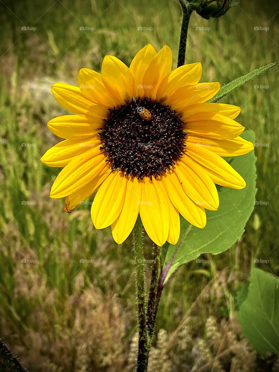Lady bug flower