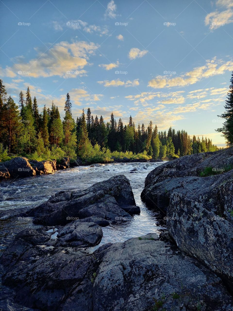 Woodland landscape with river in Karelia, Karelian region, Russia. Spruce forest🌲