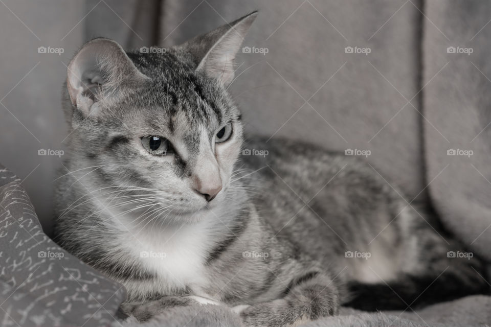 monochrome image of gray cat laying on a gray pillow with a gray blanket in the background