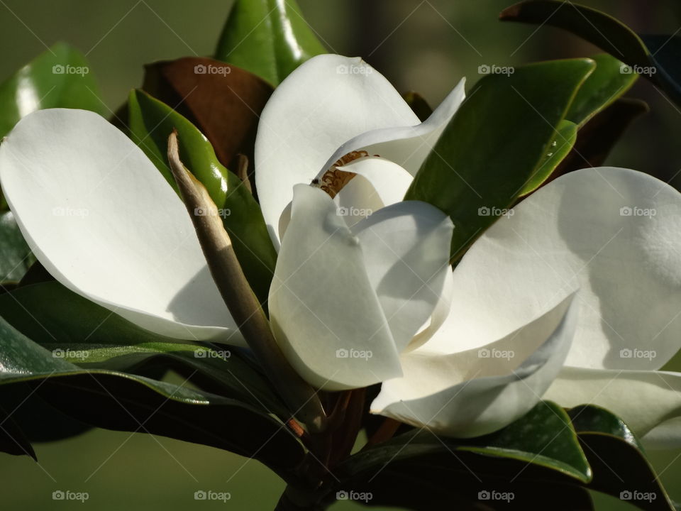 Ficus flower цветение фикуса