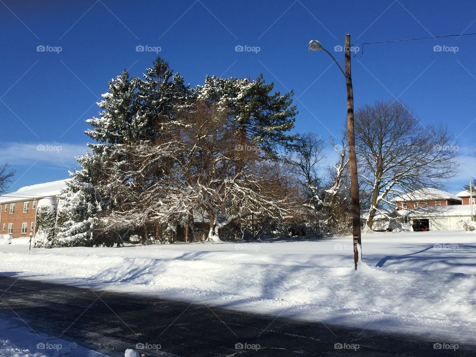 Snow caked trees