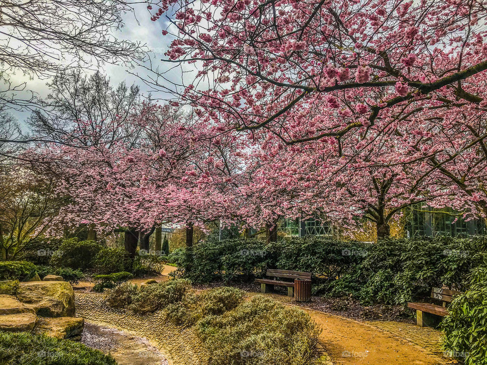 cherry blossomed Spring 