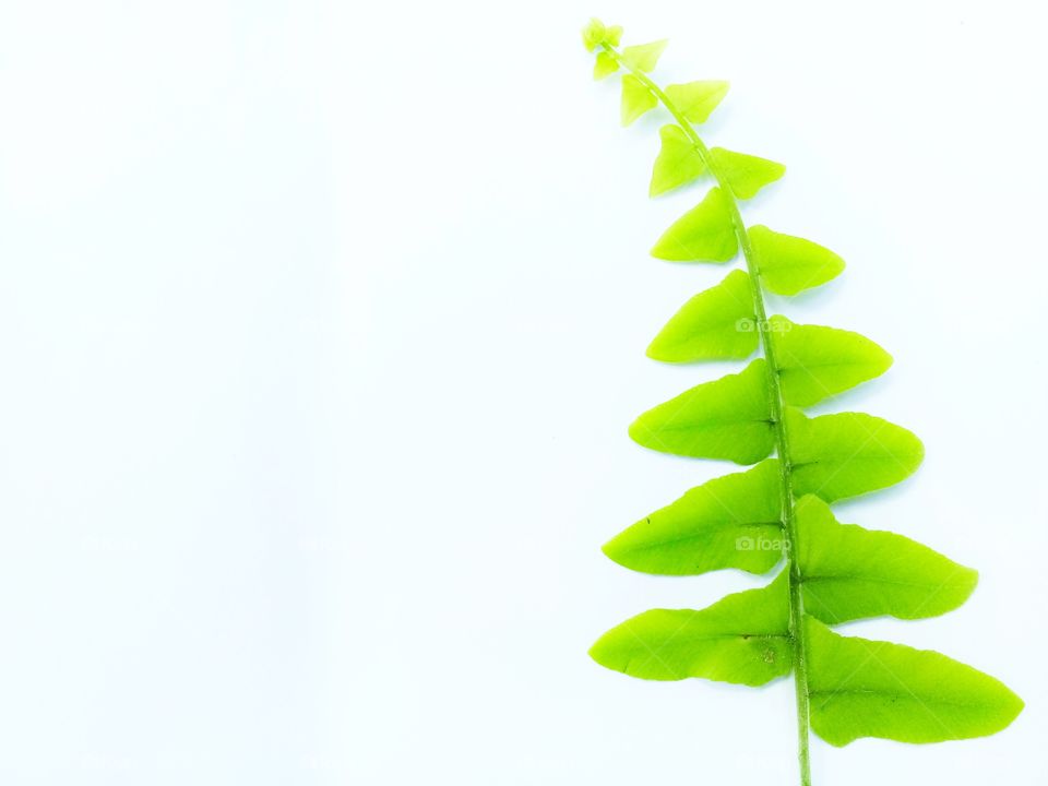 plant fresh with green color with white background