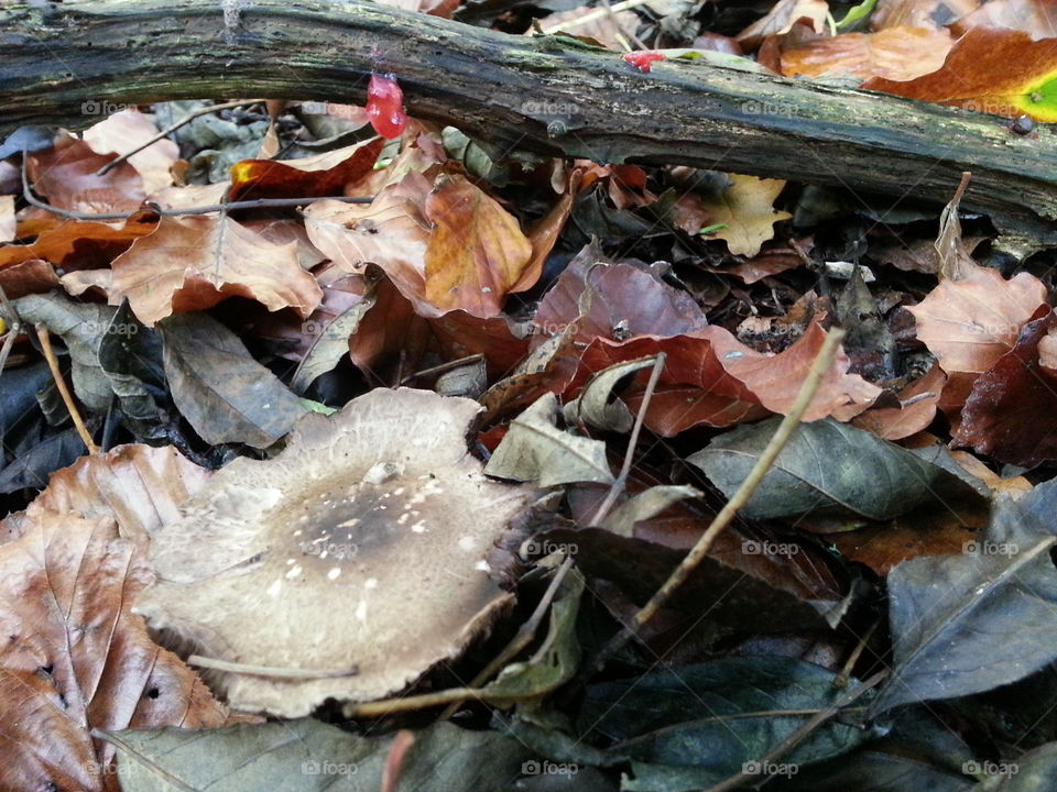 Wild leaves & fungi