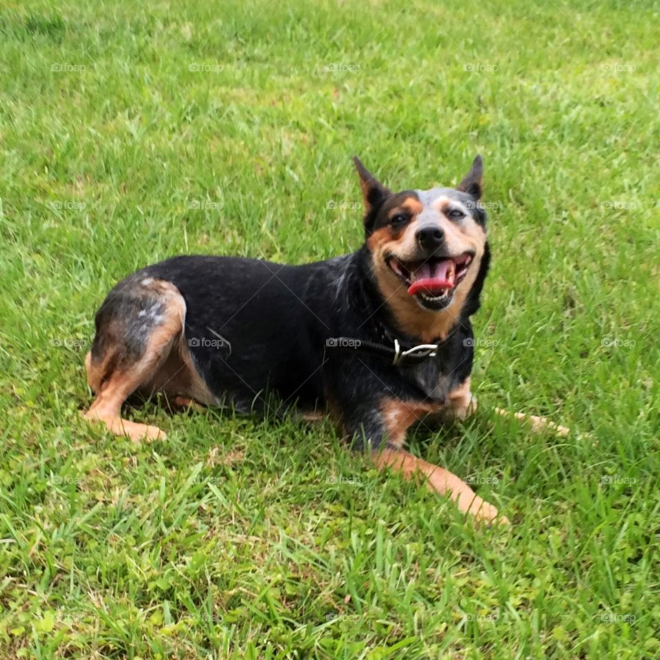 Joyful happy smiling purebred cattle dog laying in grass