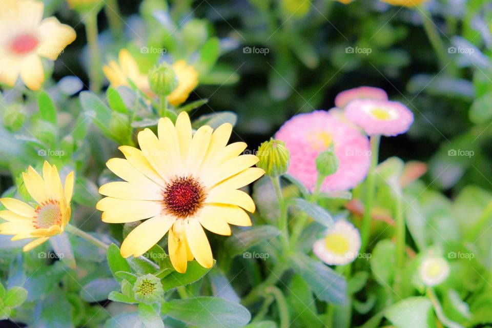 Yellow flower