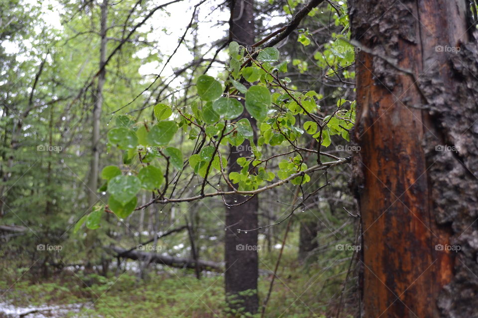 After a rain in the forest in the Rocky Mountains 