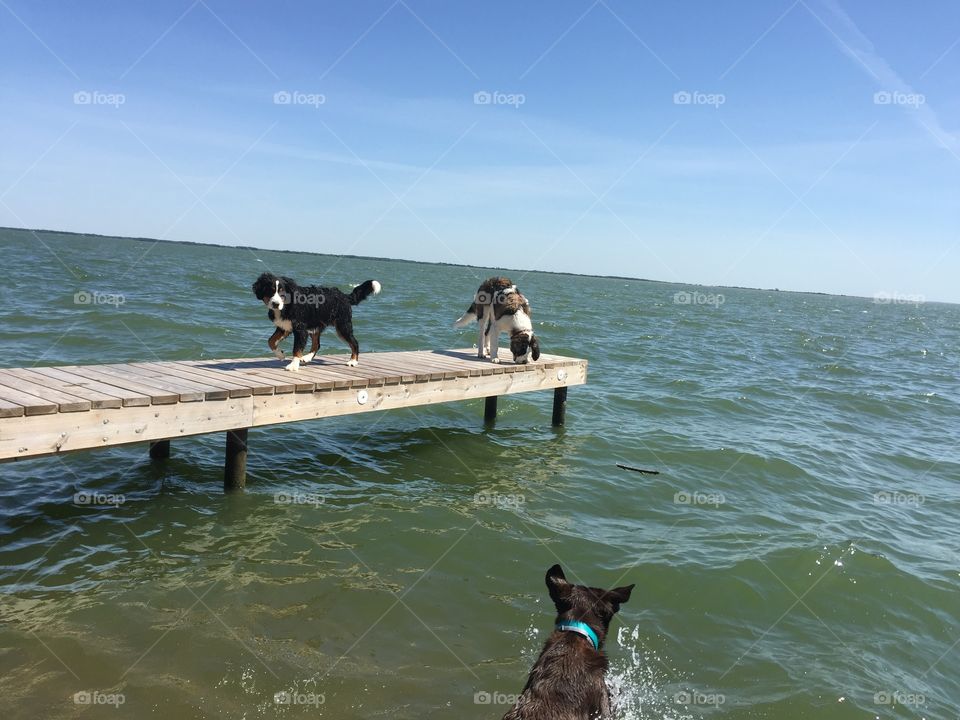 Lake house puppies 
