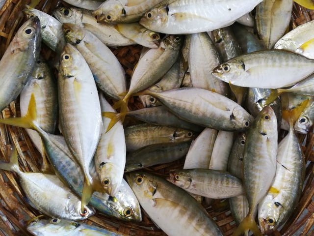 Fish